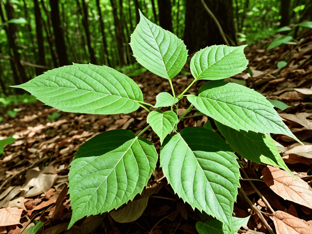 Identifying Poison Ivy Leaves